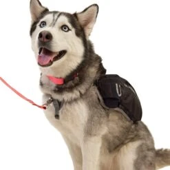 Ultimate Direction Dog Vest Harness Black -Nordis Camping Shop 80469820 004
